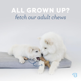 Two white dogs on a gray cushion with a text overlay about adult chews.