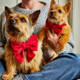 Foggy Dog Cranberry Velvet Lady Dog Bow