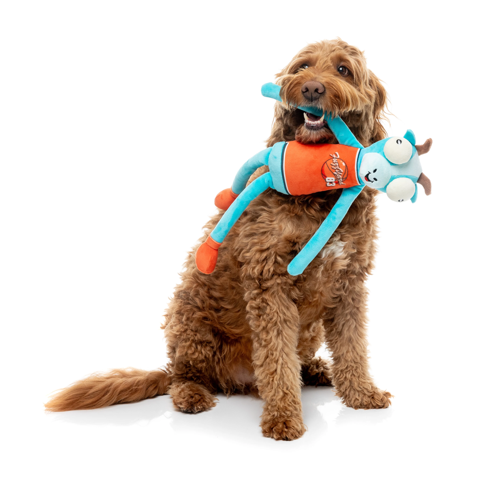 A brown curly-haired dog sits on a white background holding a blue and orange plush dog toy in its mouth.
