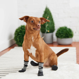 Dog wearing black and gray socks sitting on a rug with plants in the background