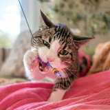 Giddy Kitty Purrsuits Cat Treat Toy Playset