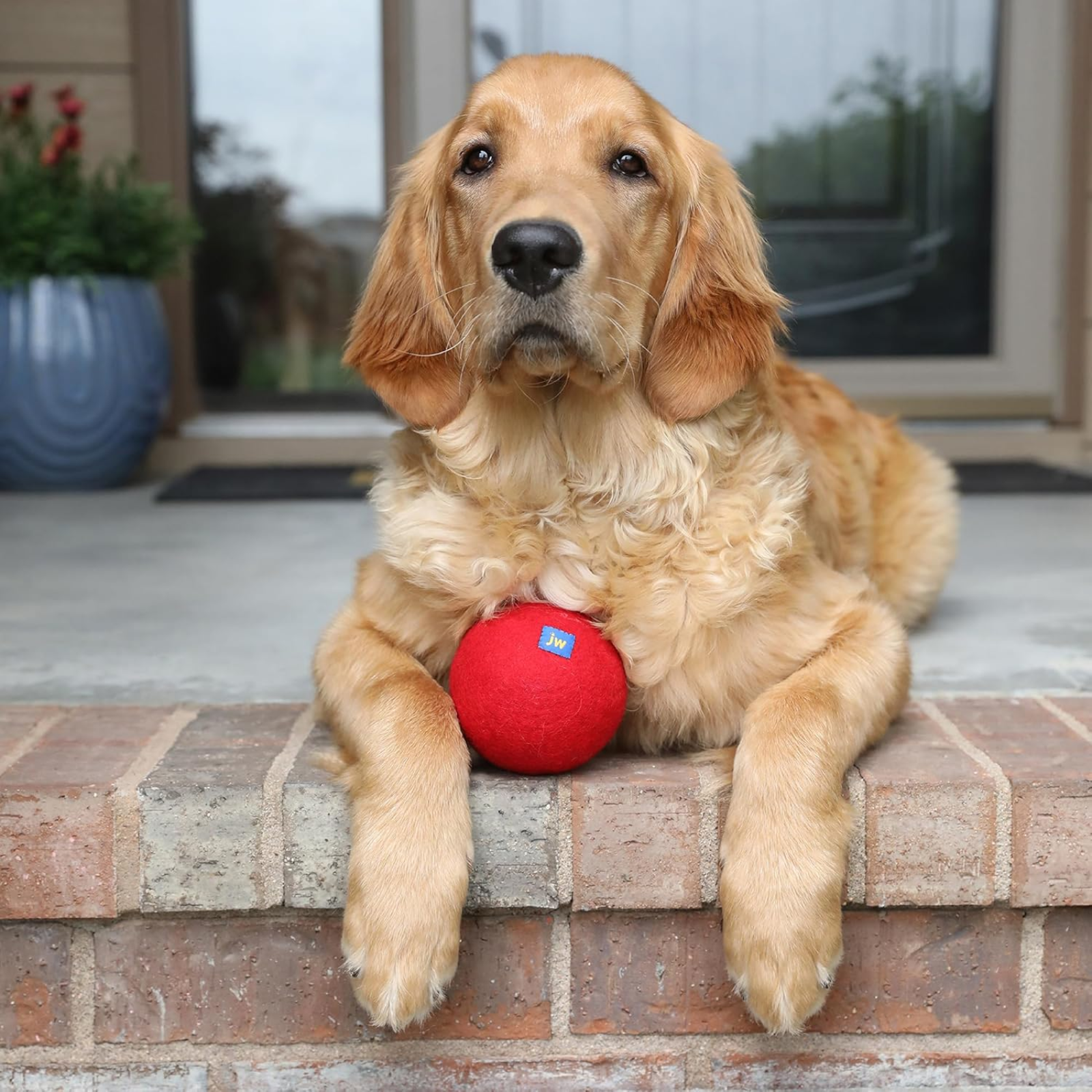 Dog sitting on a step with a red ball, outside a house.