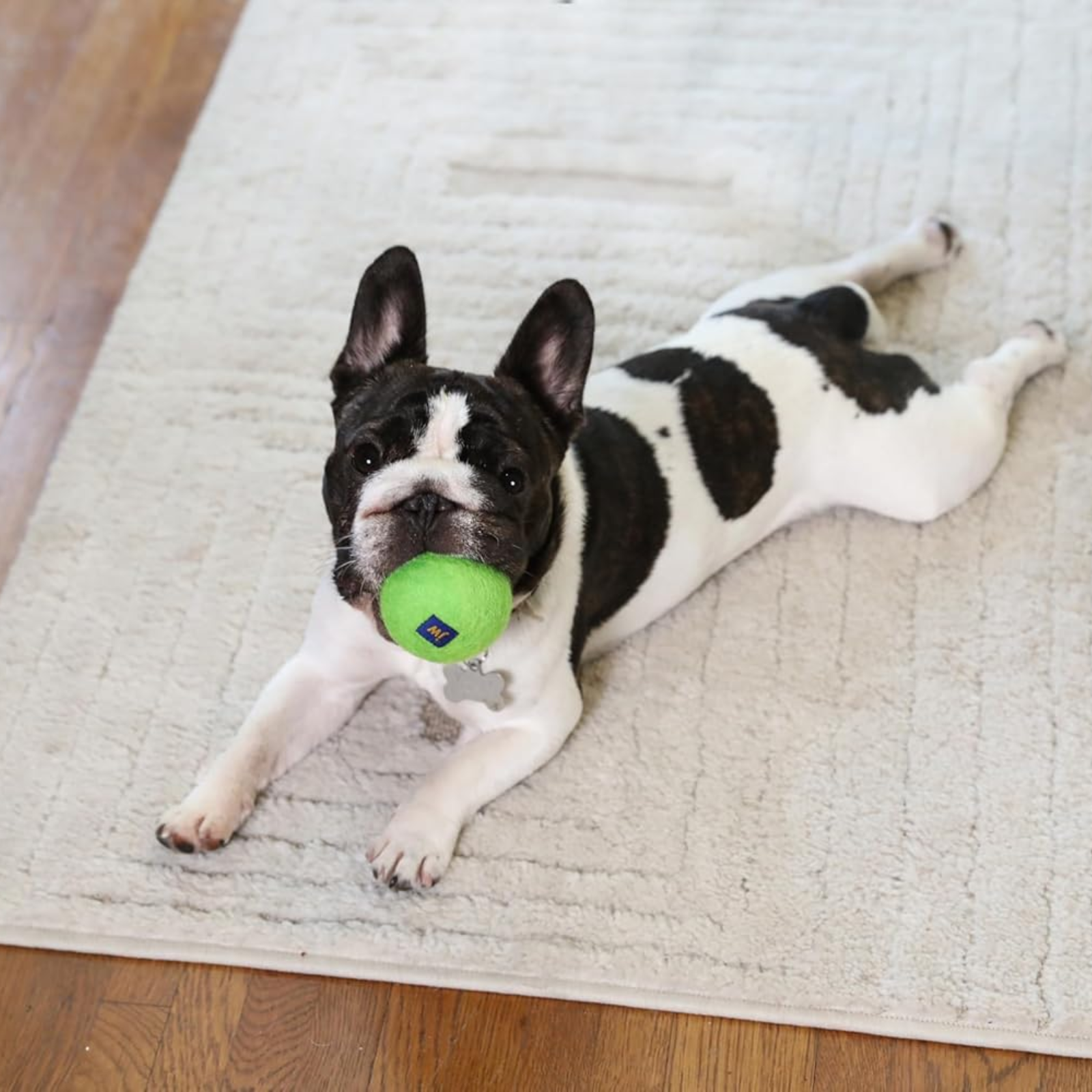 Dog playing with a green ball on a textured rug