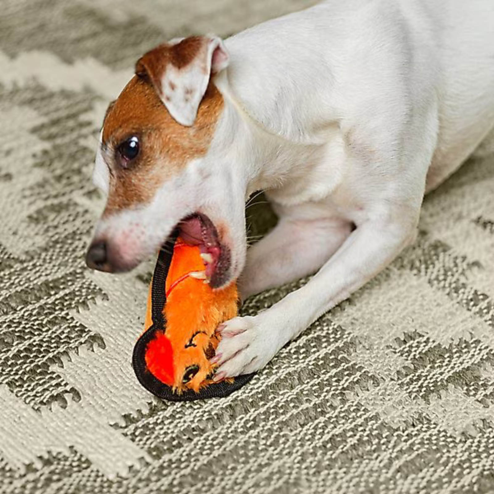 Dog playing with an orange toy on a textured surface