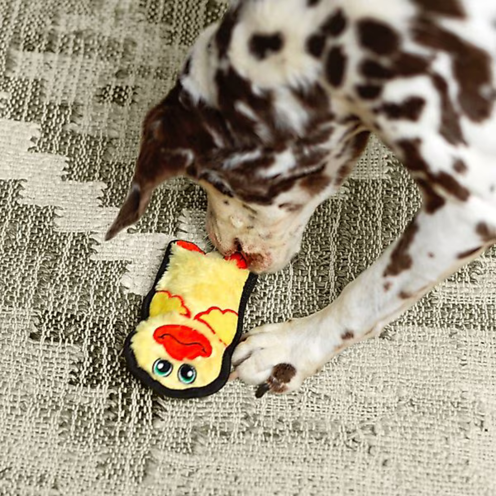 Dog playing with a toy shaped like a duck on a textured surface