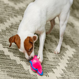 Small white and brown dog playing with a pink and blue toy on a textured carpet.