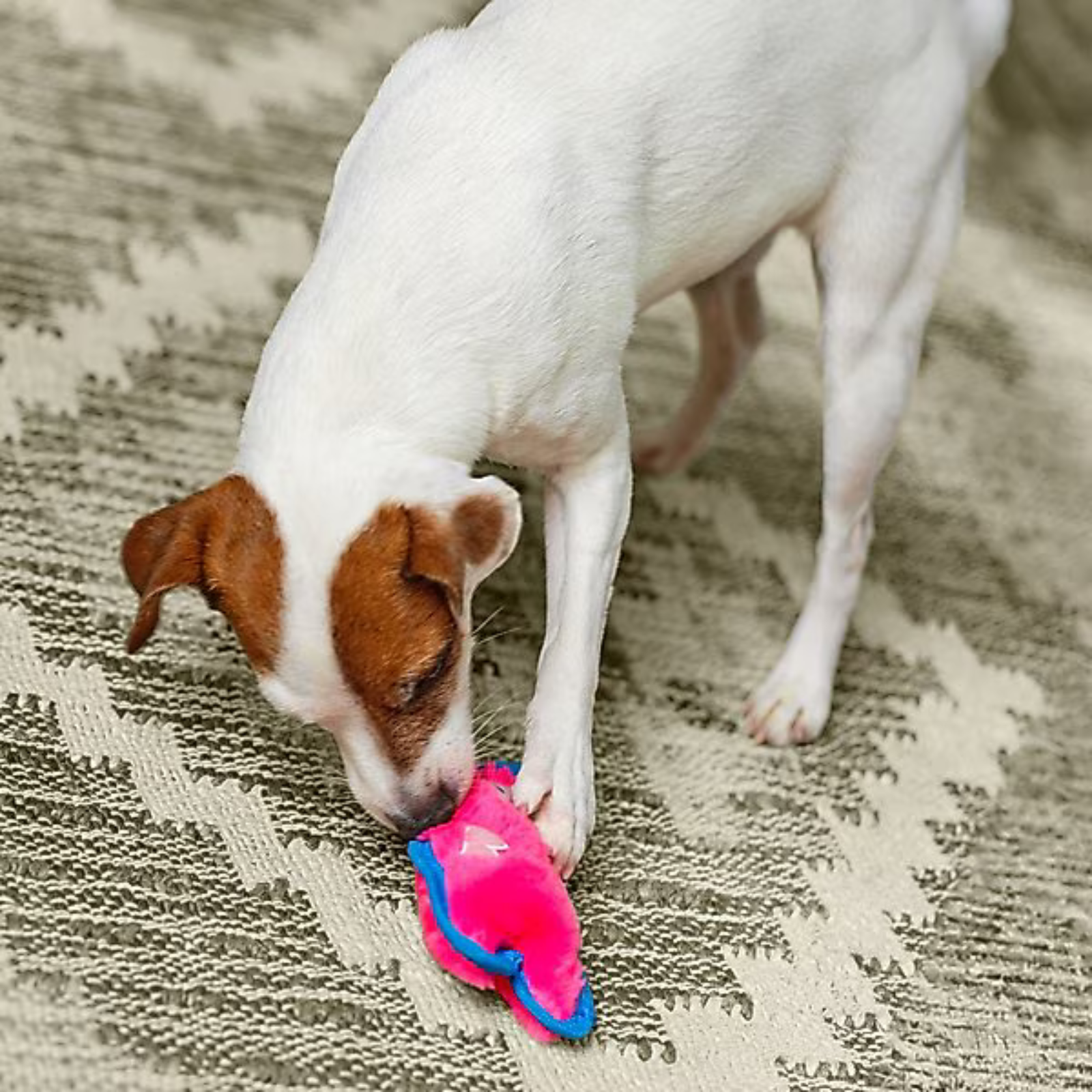 Small white and brown dog playing with a pink and blue toy on a textured carpet.