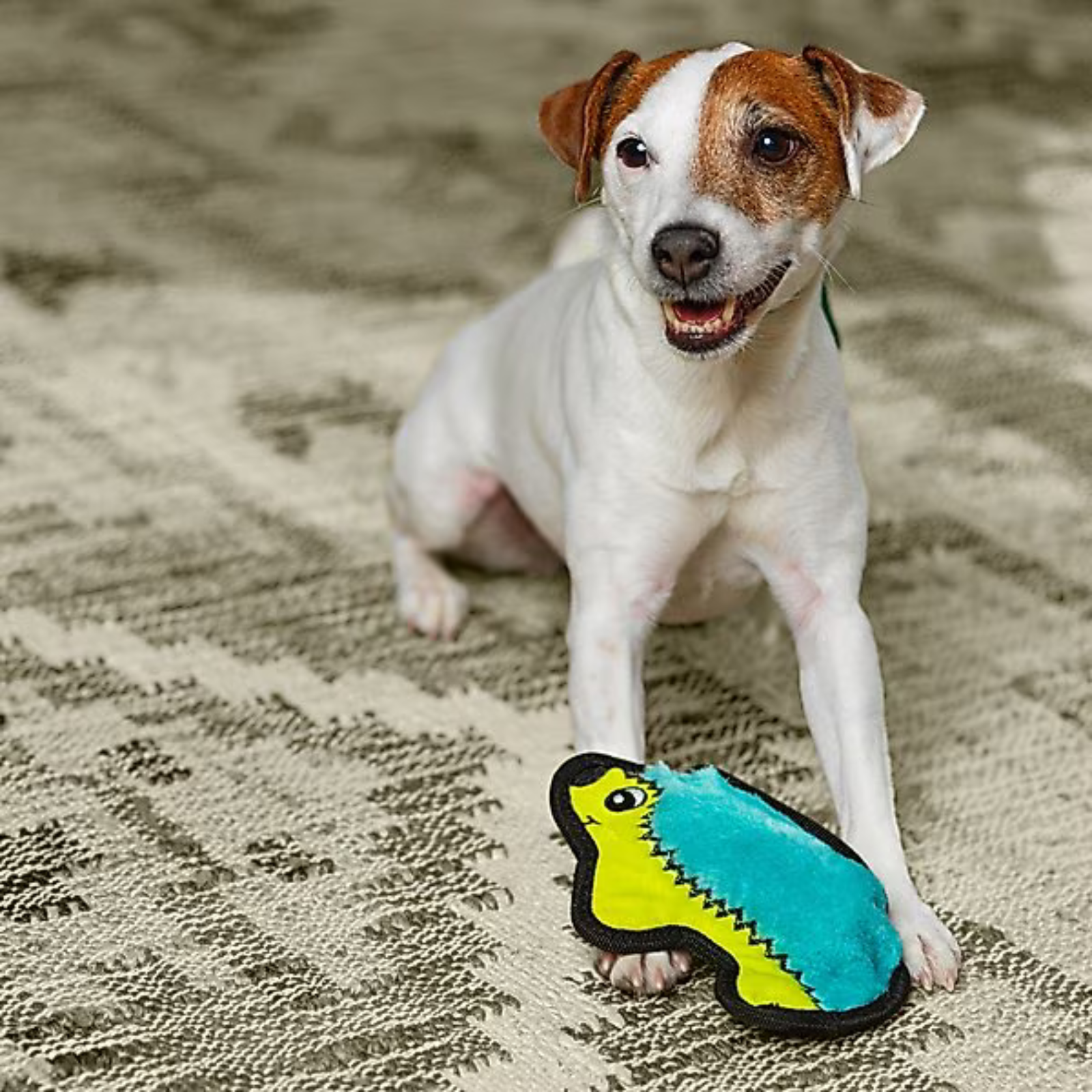 Dog playing with a blue and yellow toy on a textured surface