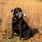 ROCT Canadian Goose with Honk Squeaker Dog Toy