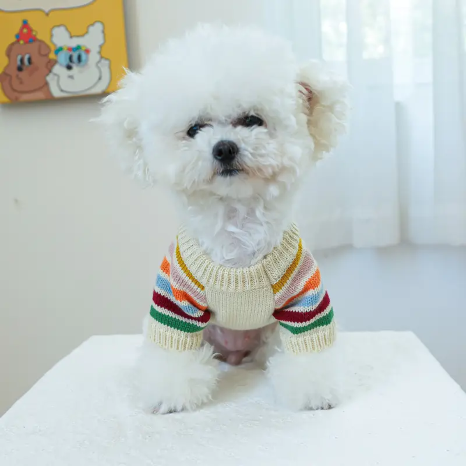 Small white dog wearing a colorful striped sweater on a white surface.
