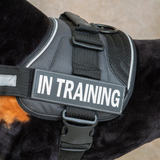 EzyDog Convert Patch In-Training