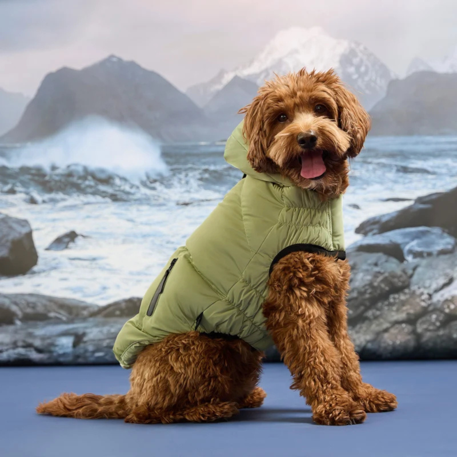 A small brown poodle wearing a light olive green puffer jacket sits against a printed backdrop of a rocky, snowy mountain coastline.