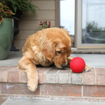 Dog with a red ball on a brick ledge outdoors