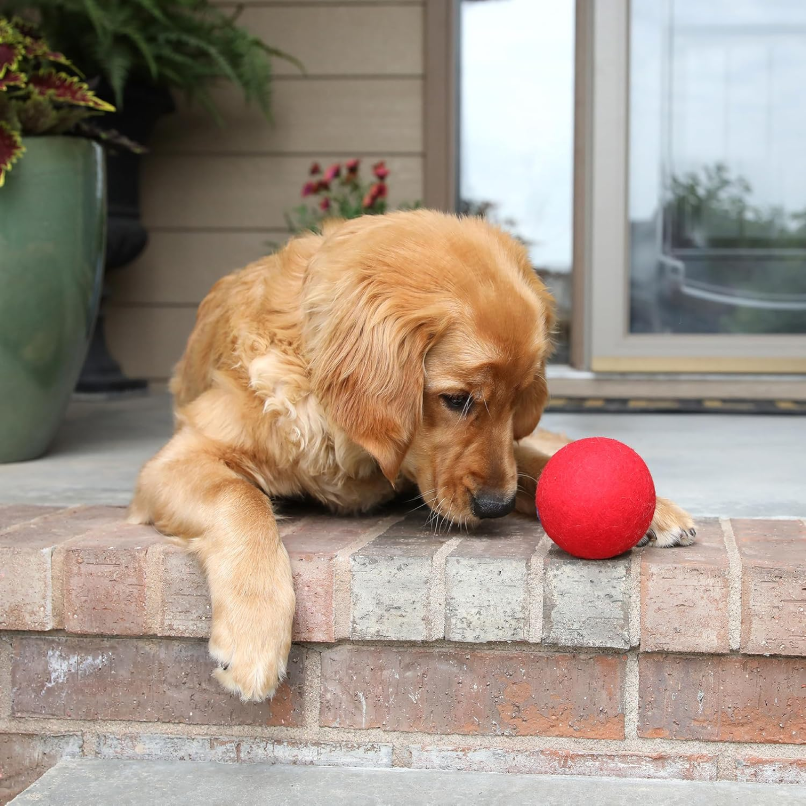 Dog with a red ball on a brick ledge outdoors