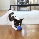 Dog playing with a blue ball on a wooden floor