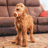 ThoozyPet Football Plush Dog Toy
