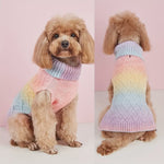 Dog wearing a colorful sweater with a pink background
