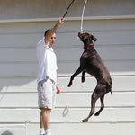 Man playing fetch with a dog on a staircase