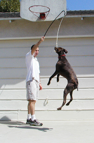 Man playing fetch with a dog on a staircase