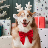 Foggy Dog Cranberry Velvet Lady Dog Bow