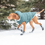 Dog wearing a teal winter coat and boots in a snowy landscape with trees.