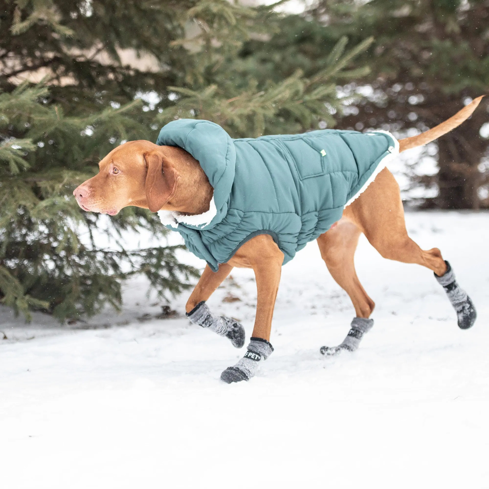 Dog wearing a teal winter coat and boots in a snowy landscape with trees.