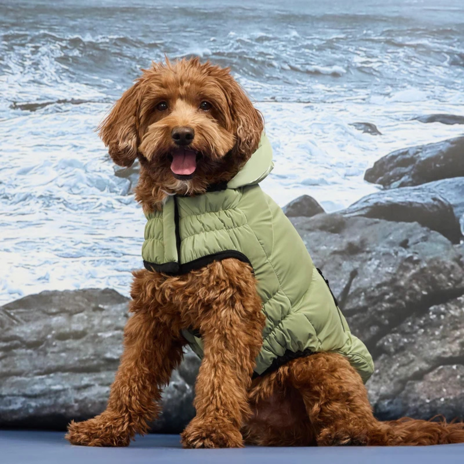 A small brown dog wearing a light sage green hooded puffer jacket, sitting in front of a printed ocean and rocks background.