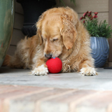 Dog playing with a red ball on a wooden floor