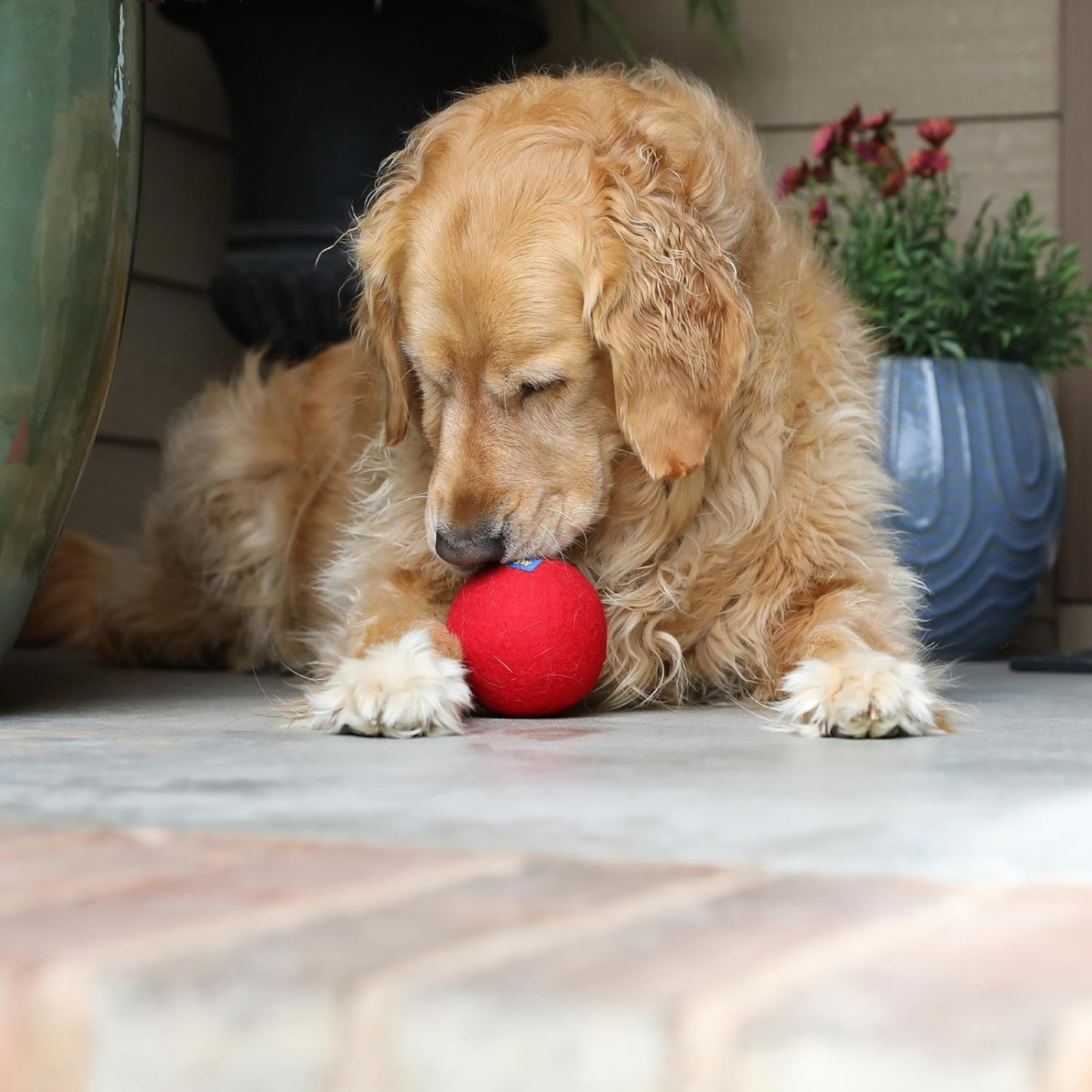 Dog playing with a red ball on a wooden floor