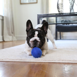 Dog playing with a blue ball on a rug in a room.