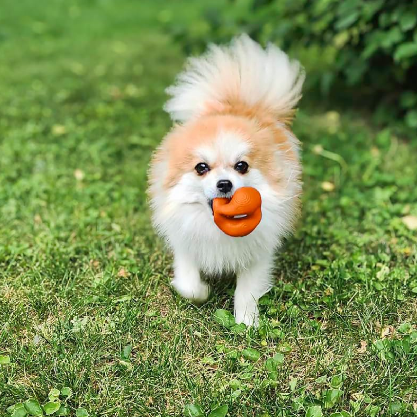 Small dog with a fluffy coat holding an orange toy in its mouth on grass