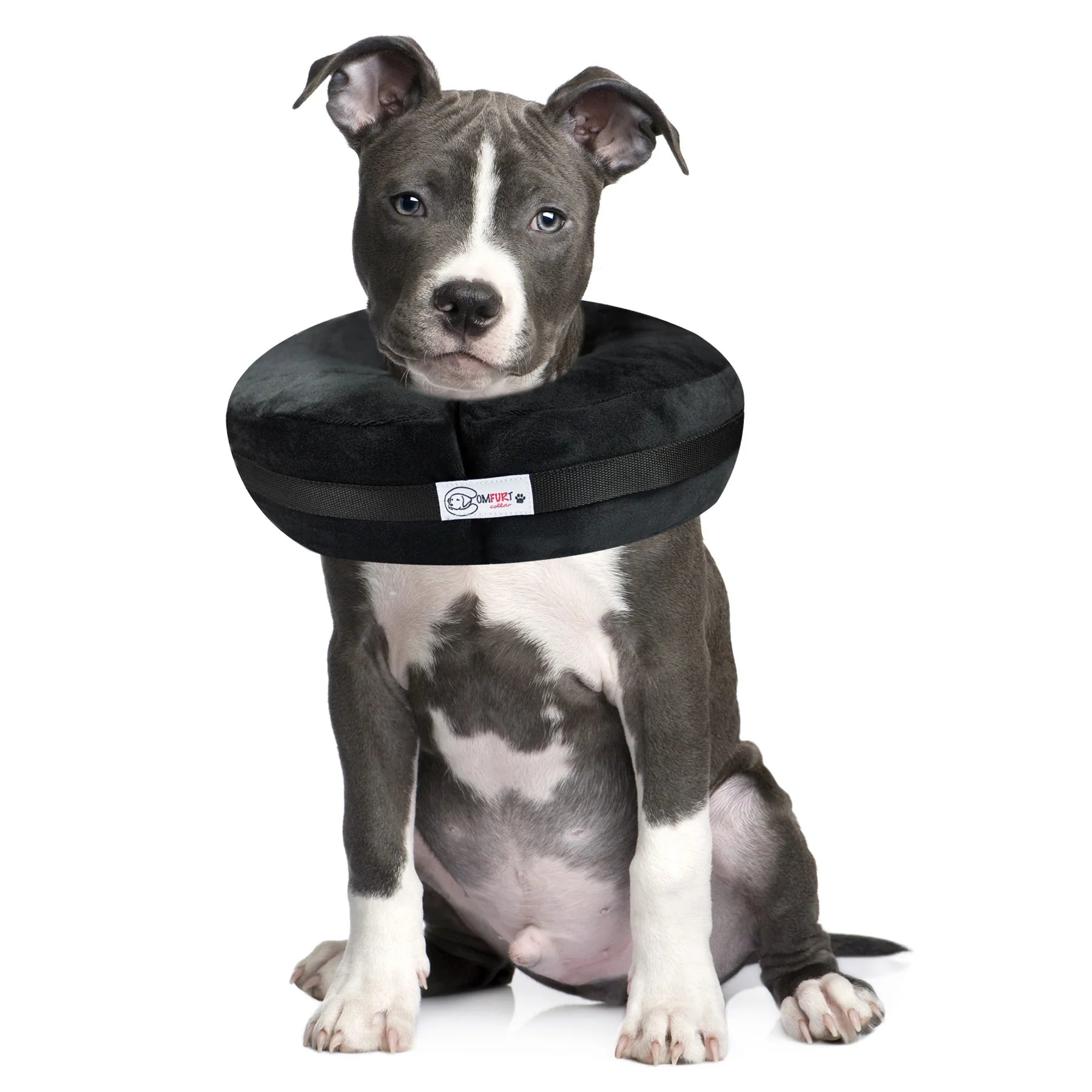 Puppy wearing a black cone-shaped collar on a white background