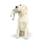 Dog playing with a plush toy on a white background