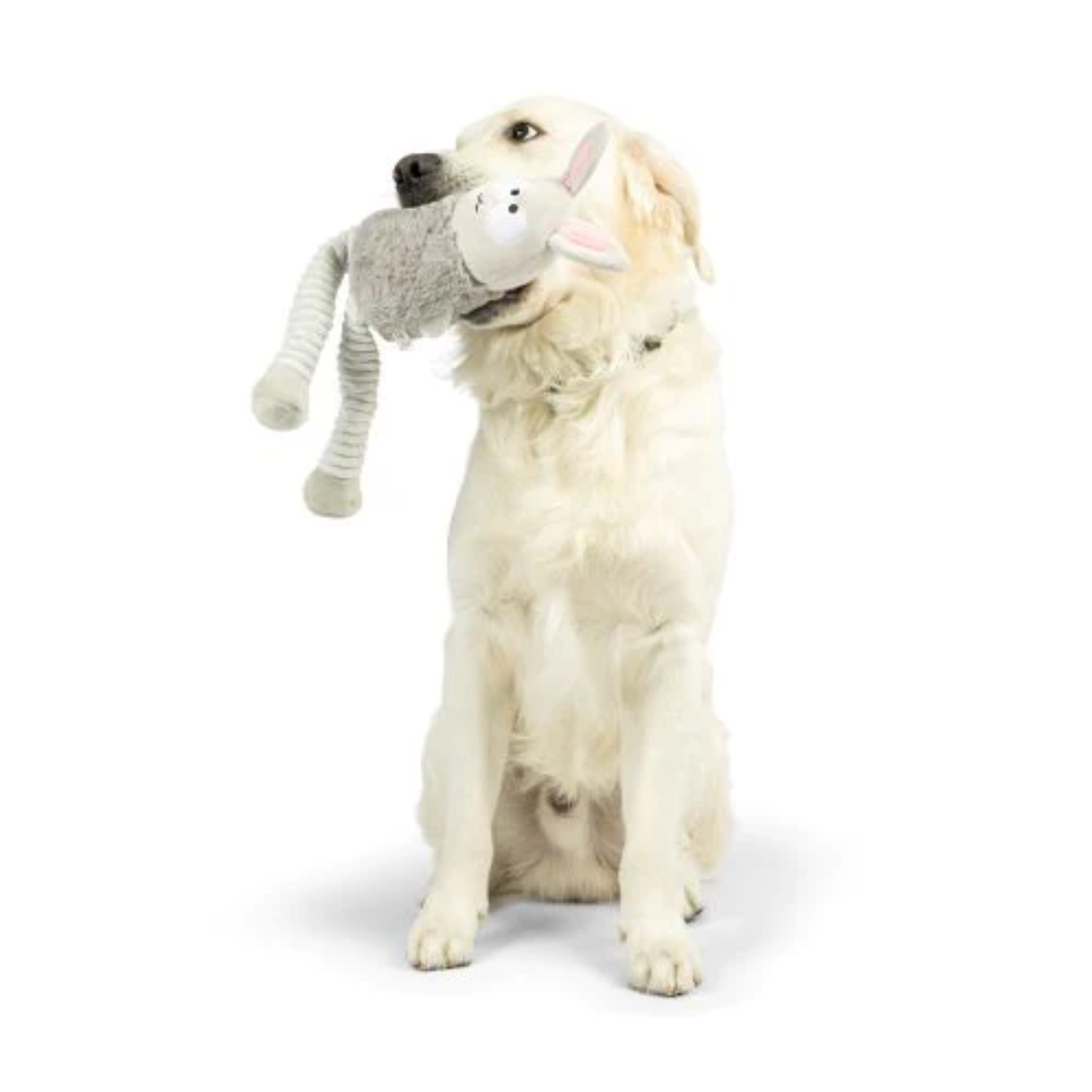 Dog playing with a plush toy on a white background