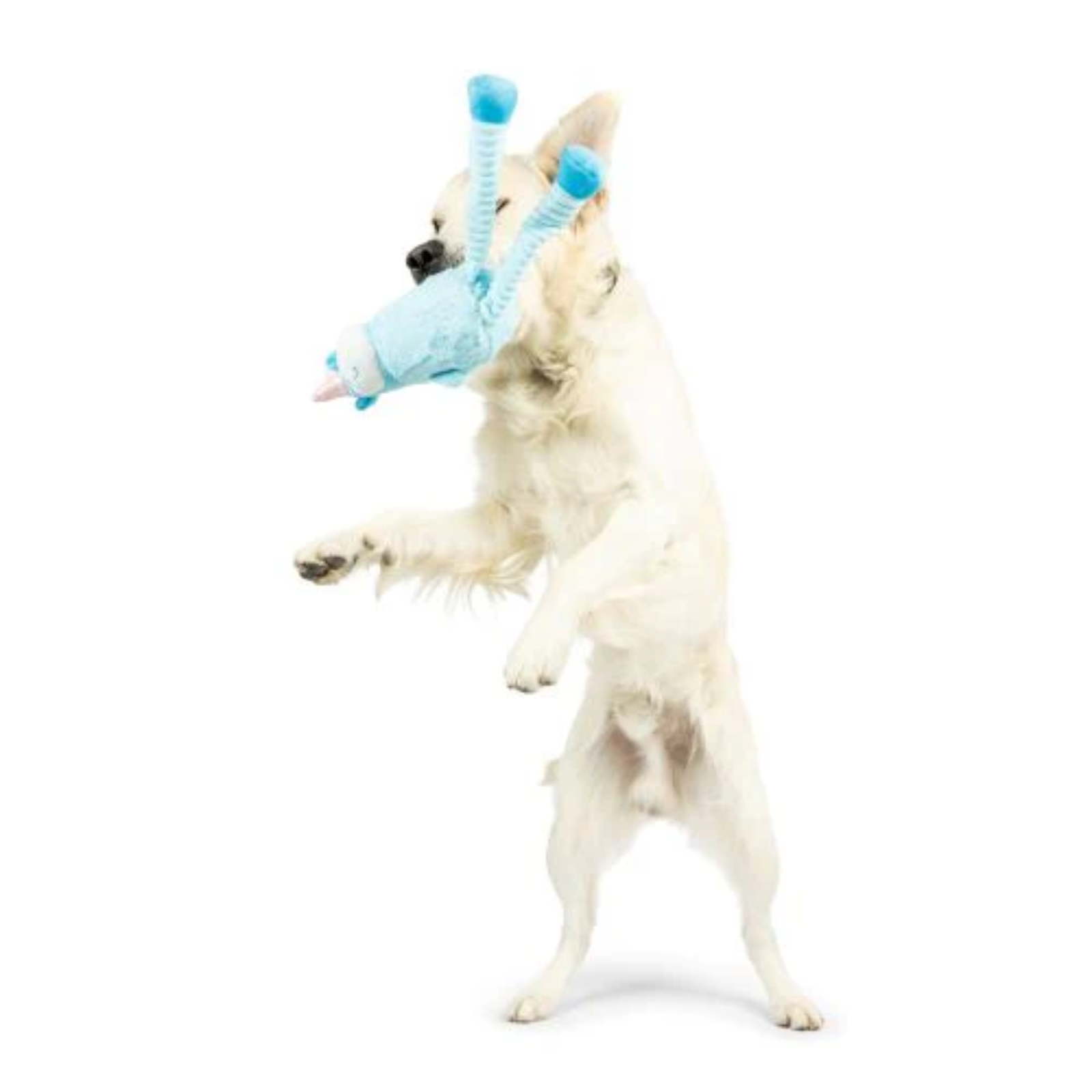 A white dog jumps on its hind legs to catch a light blue plush toy with long antennae against a plain white background.