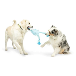Two dogs, a golden retriever and an Australian shepherd, tug-of-war with a light blue knotted rope dog toy on a white studio background.