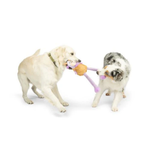 Two dogs playing with a toy on a white background