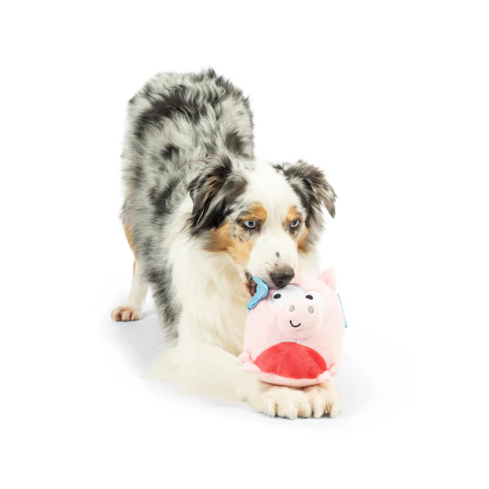Dog playing with a pink plush toy on a white background