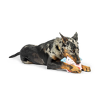 A black and tan spotted dog lying on a white background while chewing on a small plush toy with blue and pink details.