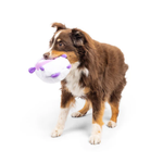 A brown and white Australian Shepherd dog holding a purple and white plush toy in its mouth, photographed against a seamless white background.