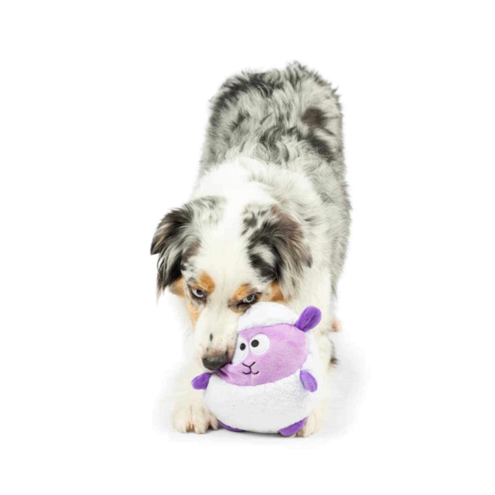 Dog playing with a purple plush toy on a white background