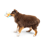 A brown and white Australian Shepherd dog holding a plush owl toy in its mouth, photographed against a seamless white studio background.