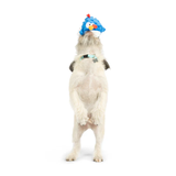 Dog wearing a blue bird-shaped hat on a white background