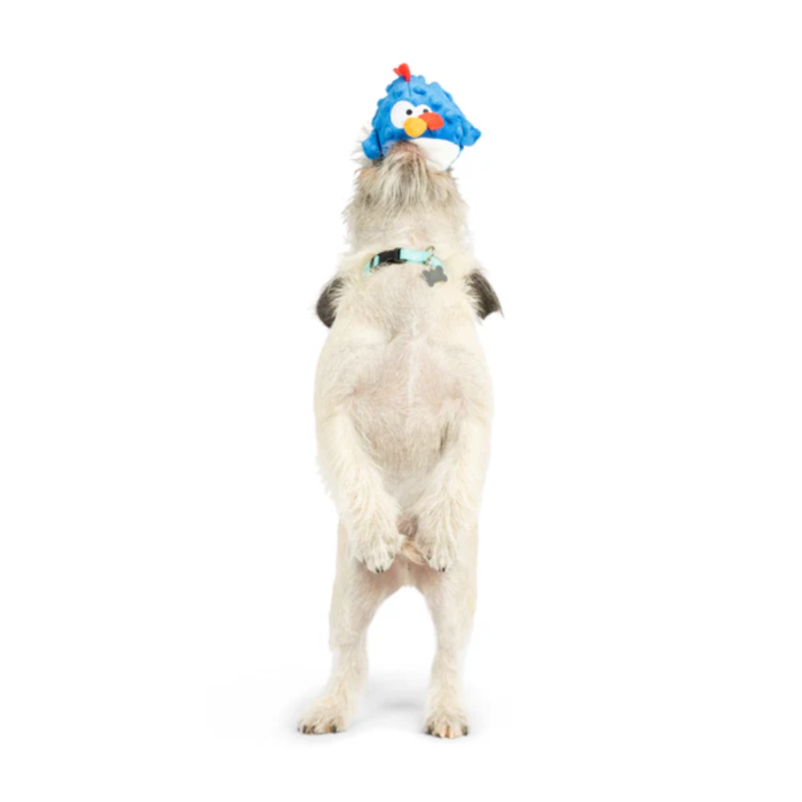 Dog wearing a blue bird-shaped hat on a white background