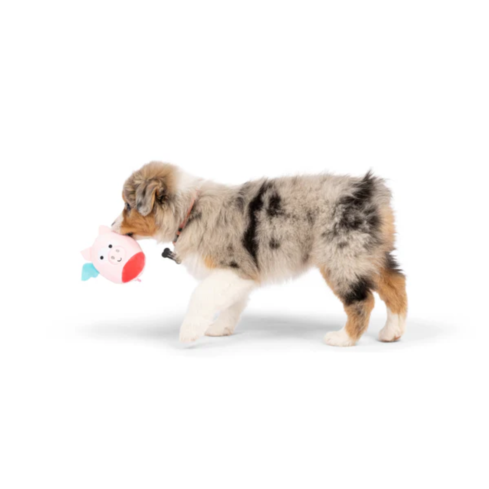 Dog playing with a toy on a white background