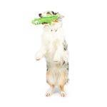 Dog standing on its hind legs with a green toy in its mouth against a white background