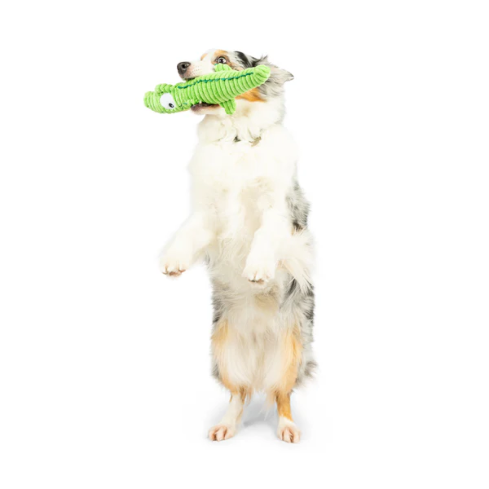 Dog standing on its hind legs with a green toy in its mouth against a white background