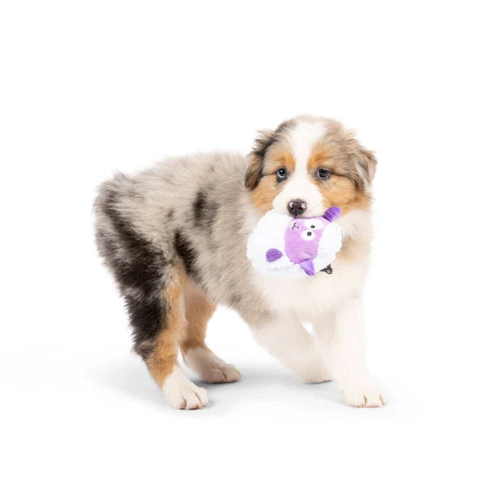 Puppy holding a purple toy with a heart design on a white background