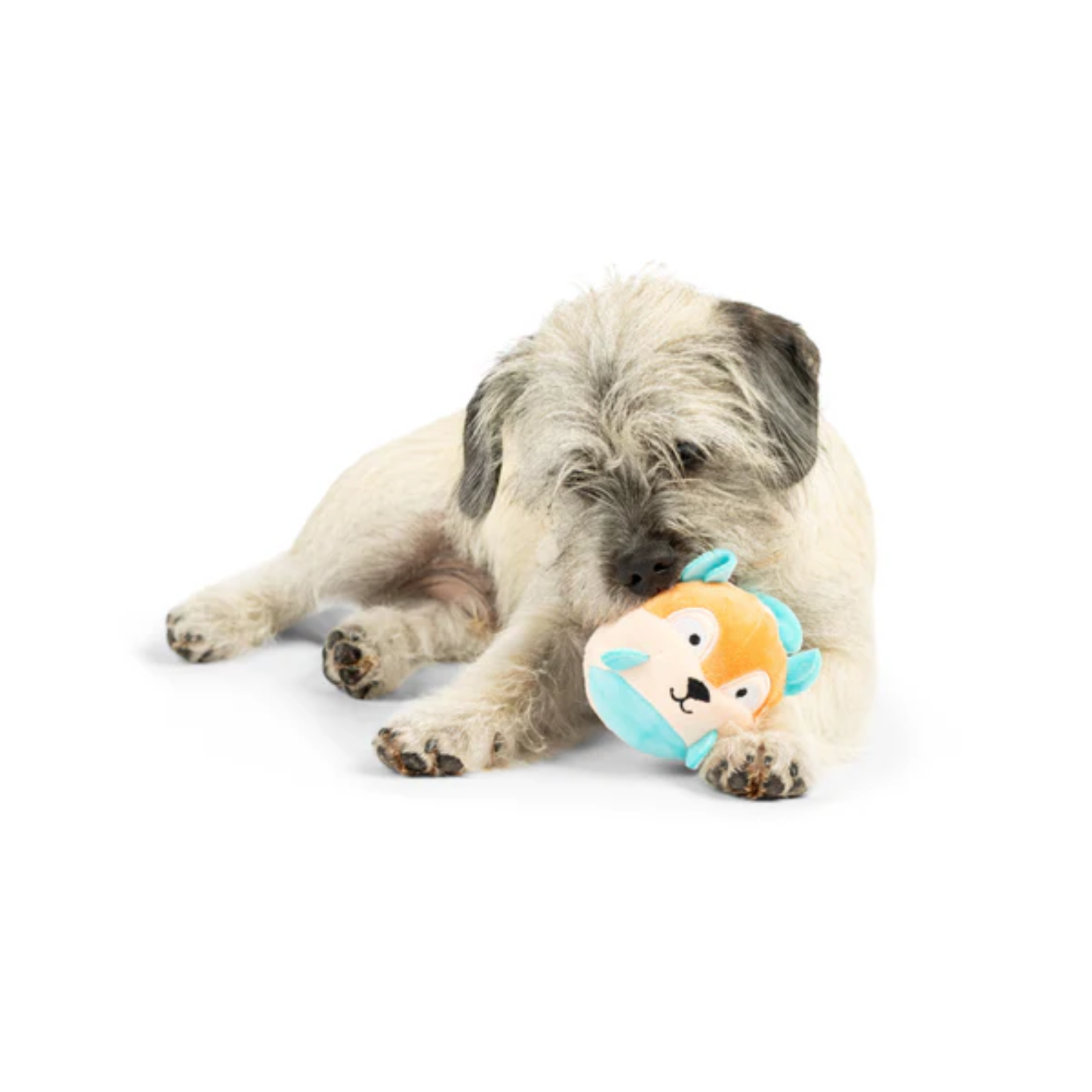 Dog playing with a plush toy on a white background