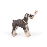 A small gray and white dog stands on a white studio background holding a white bottle upside down with its mouth. The dog is wearing a yellow patterned collar.